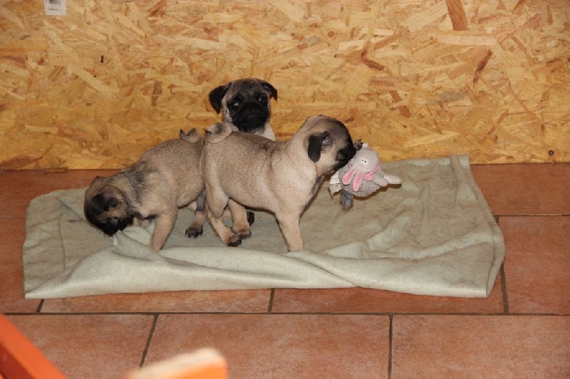 chiots 
